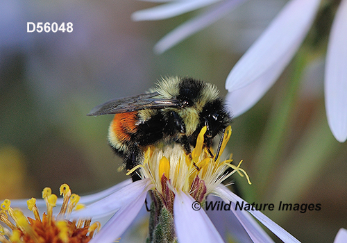 Tricolored Bumble Bee (Bombus ternaries)